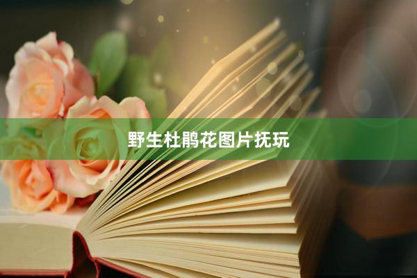 野生杜鹃花图片抚玩